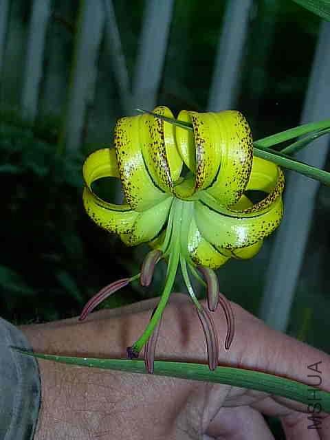 Lilium_lijiangense1.jpg