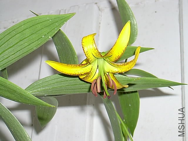 Lilium_lijiangense2.jpg