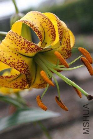 lilium-lijiangense-[2]-1012-p.jpg