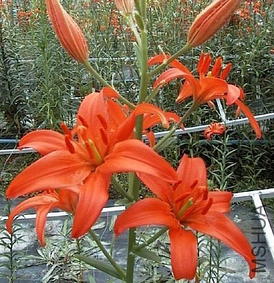 Lilium_concolor.jpg