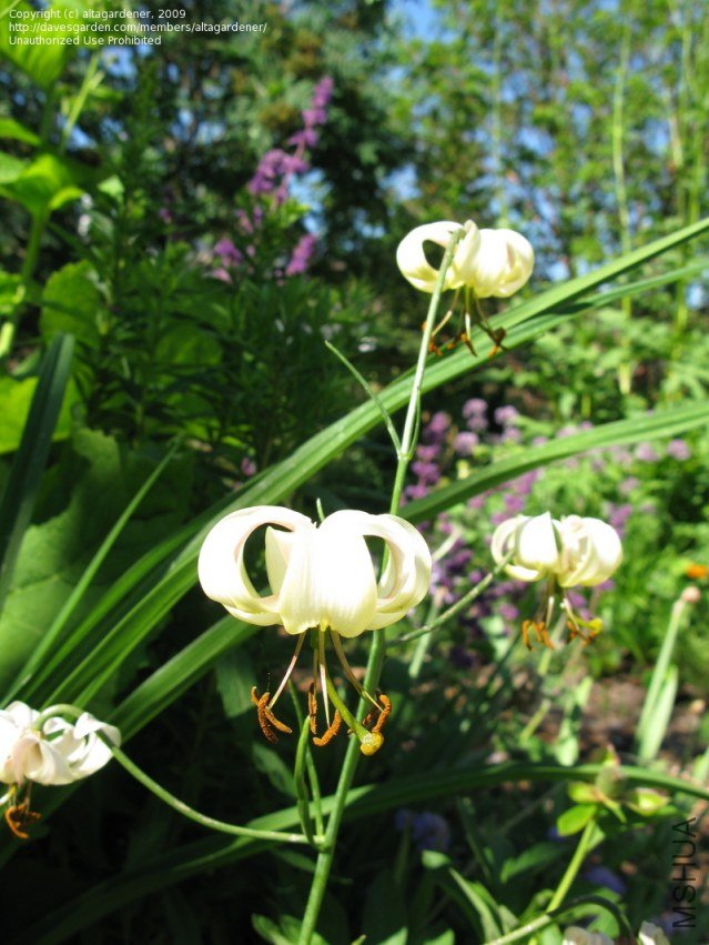 Lilium cernuum var album (2).jpg