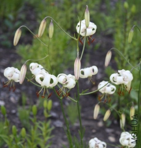 Lilium cernuum var album (3).jpg