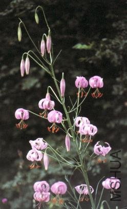 Lilium_cernuum.jpg