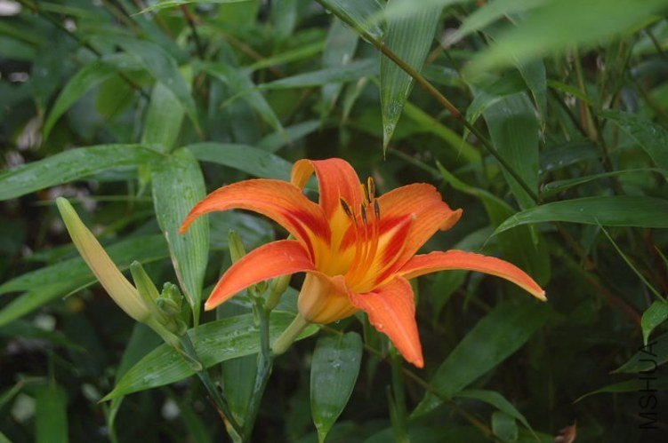 DSC_00370037.JPG