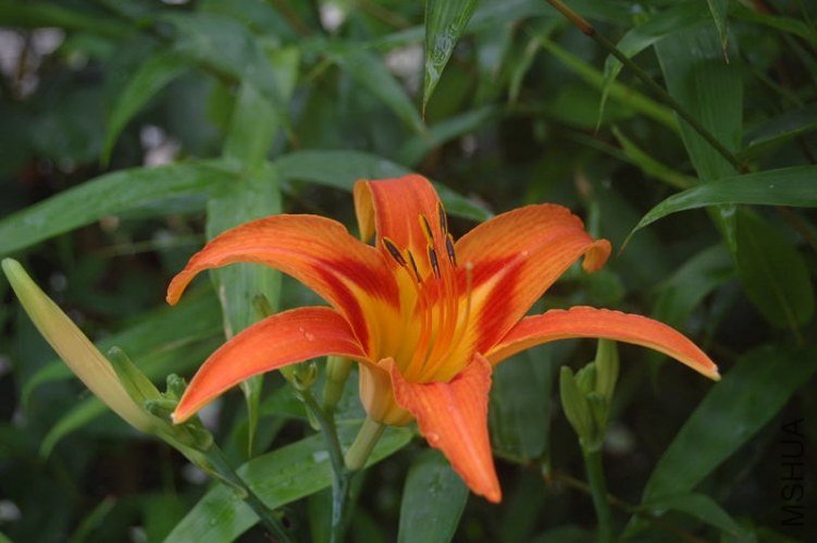 DSC_00360036.JPG