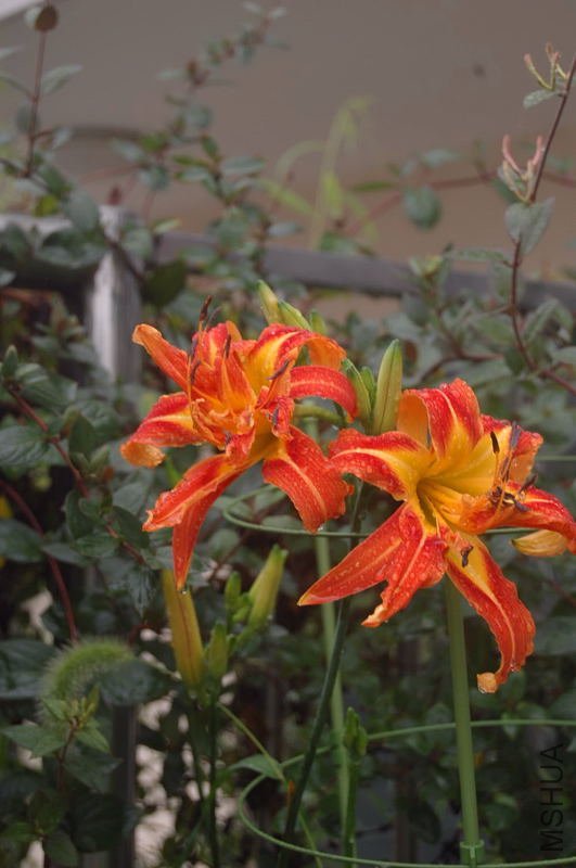 DSC_00050005.JPG