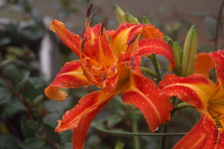 DSC_00070007.JPG