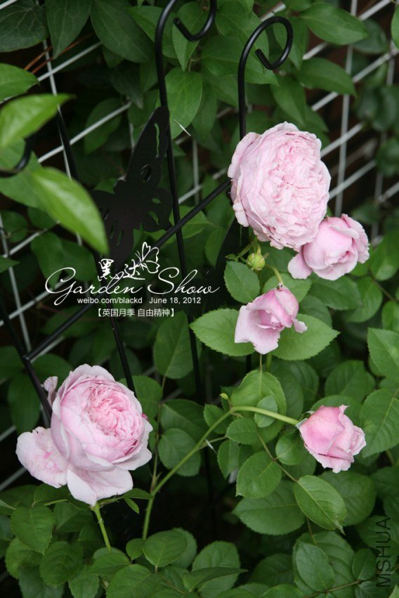 IMG_3698 ����.jpg