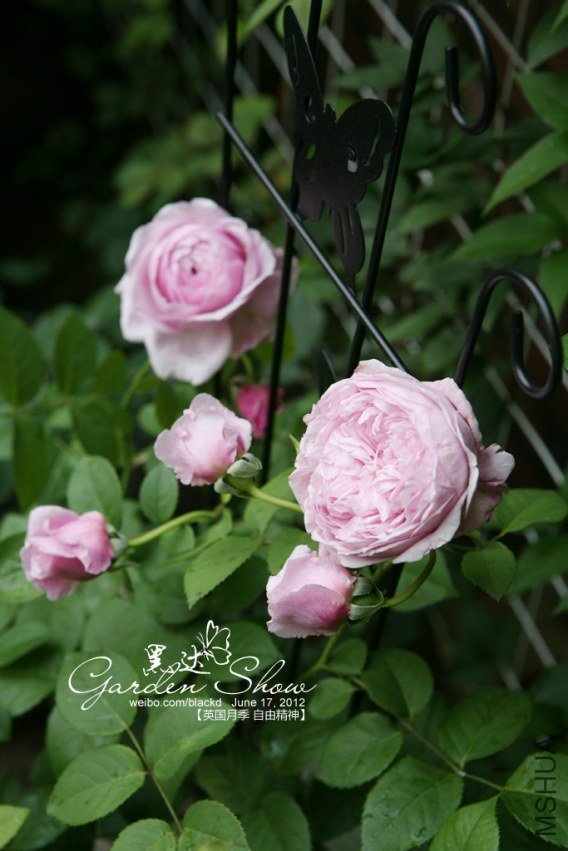 IMG_3656 ����.jpg