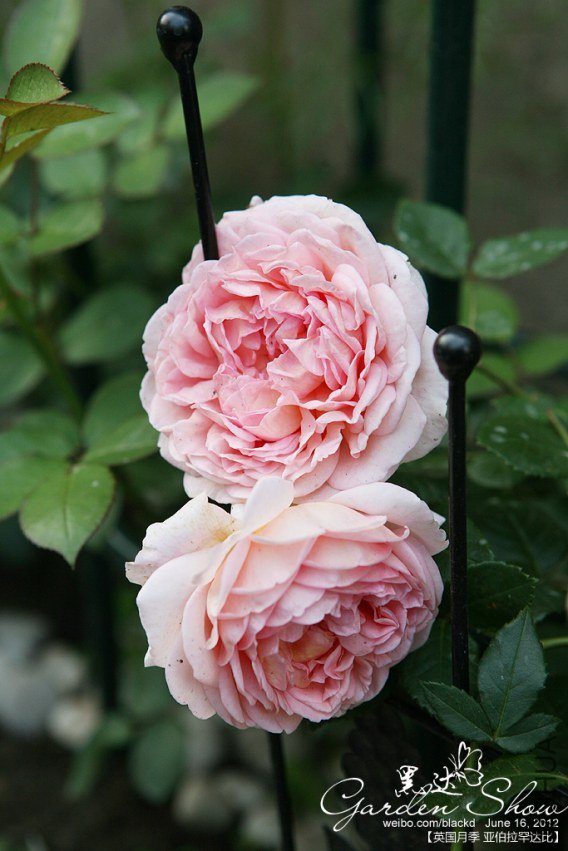 IMG_3554 ����.jpg