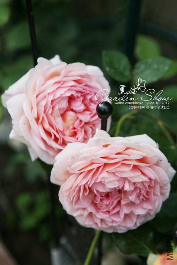 IMG_3557 ����.jpg