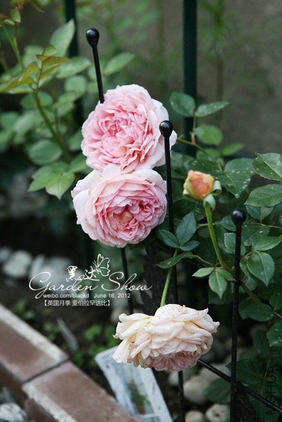 IMG_3548 ����.jpg