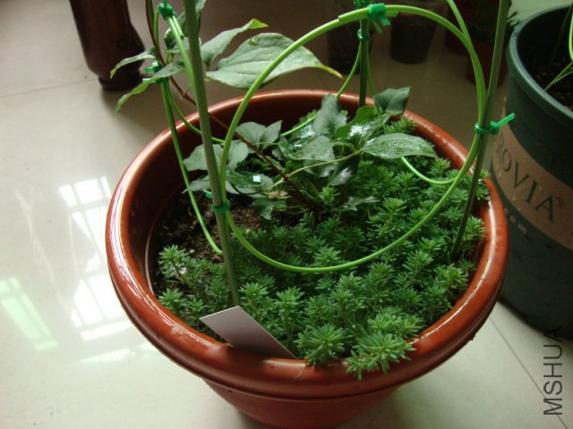DSC02454.JPG