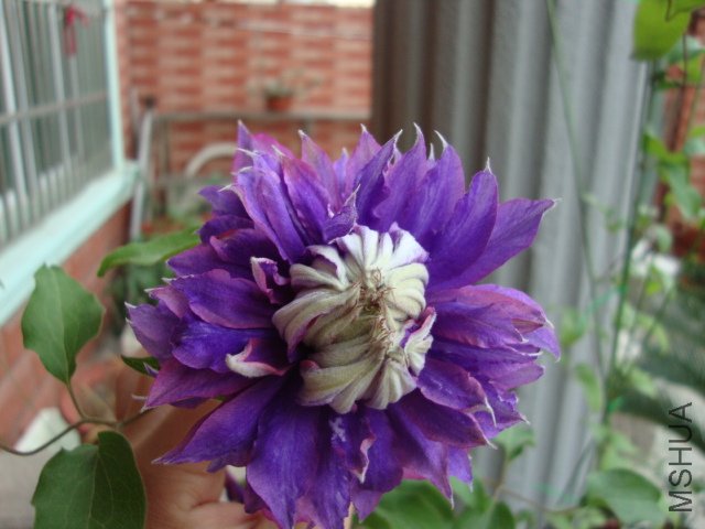 DSC02521.JPG