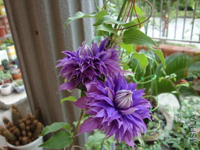 DSC02551.JPG