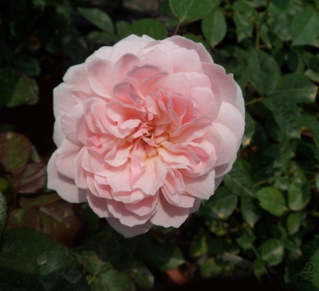 20081.jpg