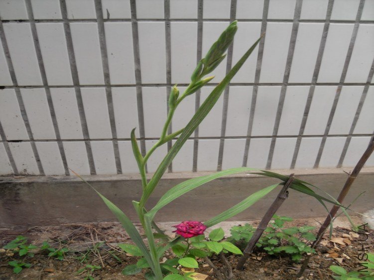SDC14594.JPG