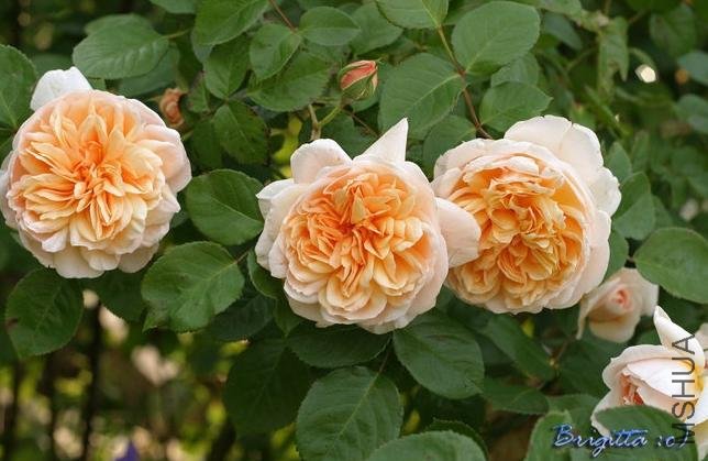 ���ݰ�˹͡(Jayne Austin)1.jpg