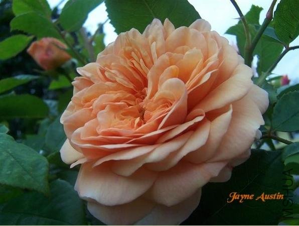 ���ݰ�˹͡(Jayne Austin)2.jpg