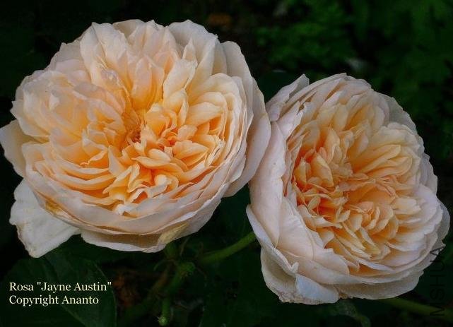 ���ݰ�˹͡(Jayne Austin)3.jpg