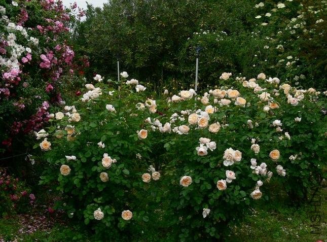 ���ݰ�˹͡(Jayne Austin).jpg