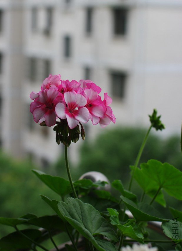 ZQ1074460.jpg