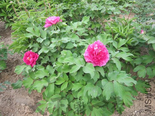 ��Ҷ�� (2).jpg