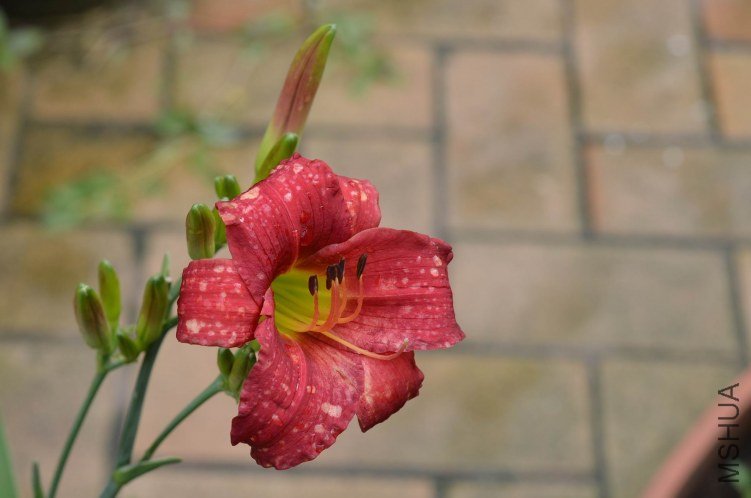 ������С ���20120612 001.JPG