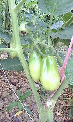 IMG1028A_A.jpg