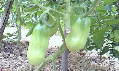 IMG1029A_B.jpg