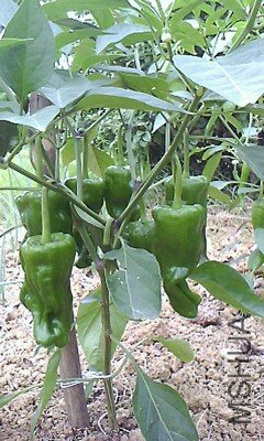 IMG1030A_A.jpg