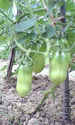 IMG1031A_A.jpg