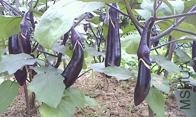 IMG1048A_D.jpg