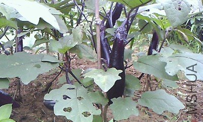 IMG1078A_D.jpg