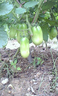 IMG1079A_A.jpg