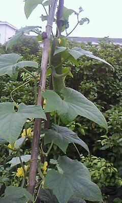 IMG1080A_A.jpg