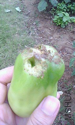 IMG1082A_A.jpg
