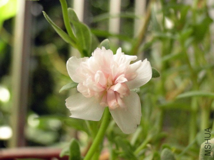 DSC06020.JPG