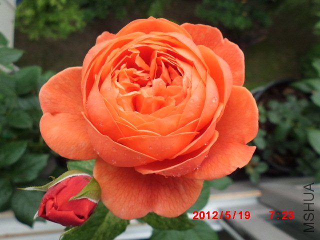 CIMG0947.JPG