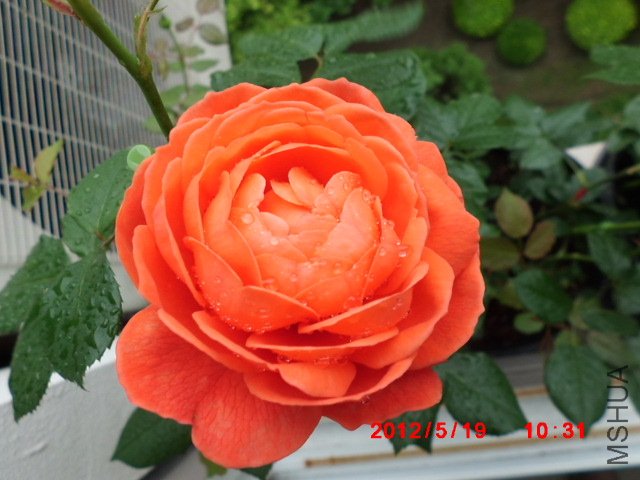 CIMG0959.JPG