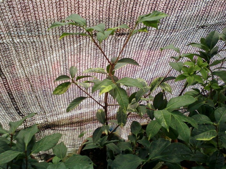 ��Ƭ-0130.jpg