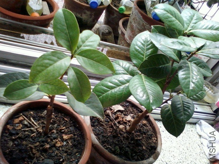 ��Ƭ-0121.jpg