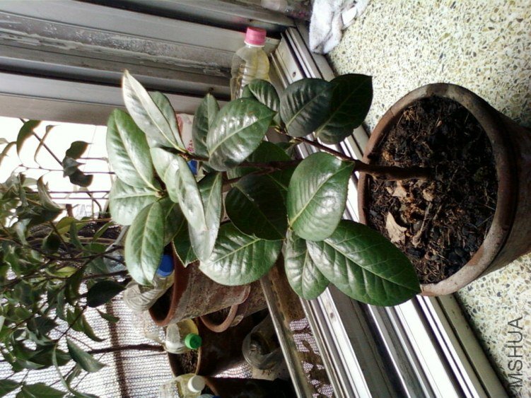 ��Ƭ-0118.jpg