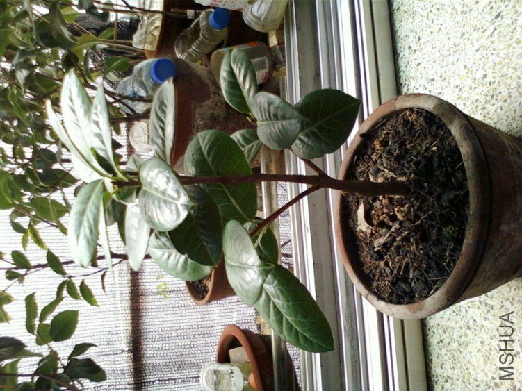 ��Ƭ-0117.jpg