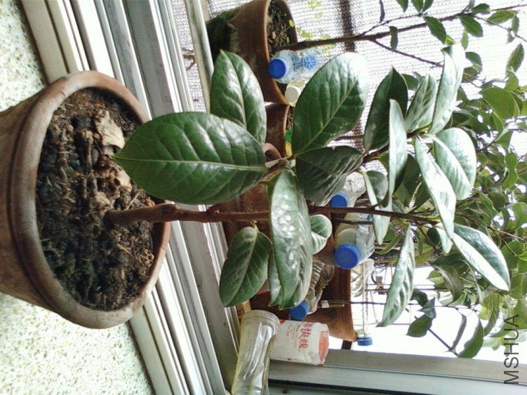 ��Ƭ-0115.jpg