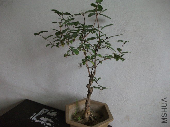 conew_��Ƭ 057.jpg