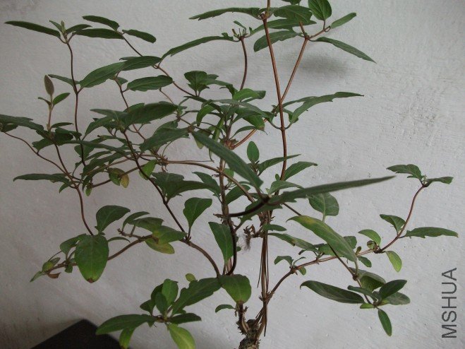 conew_��Ƭ 058.jpg