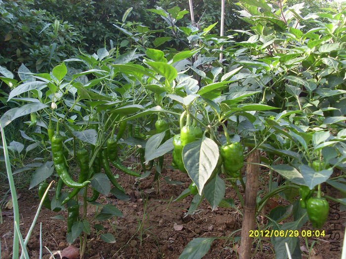 SL381567.JPG
