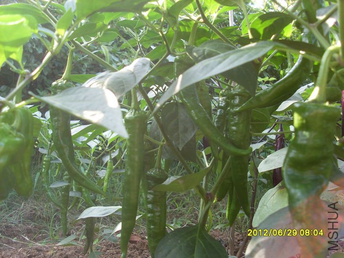 SL381570.JPG
