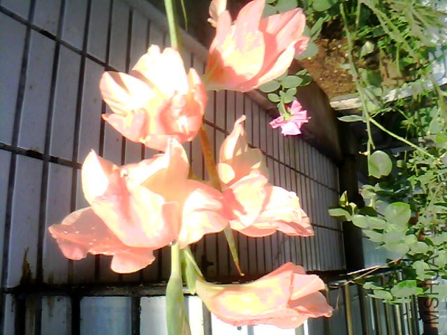 20120629_0729_0.jpg